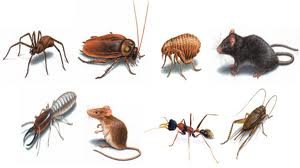 General Pets image